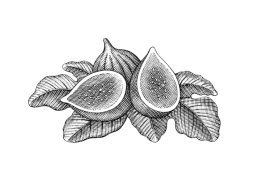Figs art 01